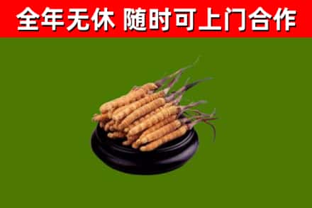 双城烟酒回收冬虫夏草.jpg